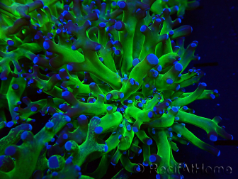 WYSIWYG Euphyllia paradivisa (Mariculture acclimaté sous LED) 4I5