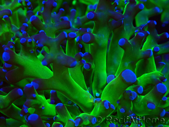 WYSIWYG Euphyllia paradivisa (Mariculture acclimaté sous LED)
