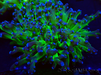 WYSIWYG Euphyllia paradivisa (Maricoltura acclimatata sotto LED)
