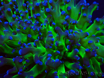 WYSIWYG Euphyllia paradivisa (Mariculture acclimaté sous LED) 4I6