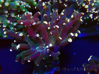 WYSIWYG Euphyllia paradivisa (Mariculture acclimaté sous LED)