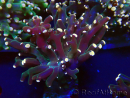 WYSIWYG Euphyllia paradivisa (Mariculture acclimaté sous LED)