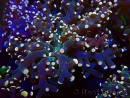 WYSIWYG Euphyllia paradivisa (Mariculture acclimaté sous LED)