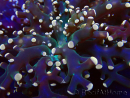 WYSIWYG Euphyllia paradivisa (Mariculture acclimaté sous LED)