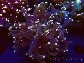 WYSIWYG Euphyllia paradivisa (Mariculture acclimaté sous LED)