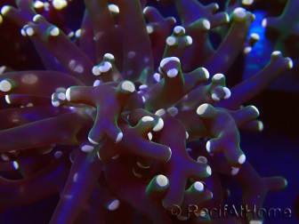 WYSIWYG Euphyllia paradivisa (Mariculture acclimated under LED)
