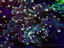 WYSIWYG Euphyllia paradivisa (Mariculture acclimaté sous LED)