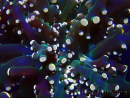 WYSIWYG Euphyllia paradivisa (Mariculture acclimaté sous LED)