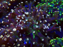 WYSIWYG Euphyllia paradivisa (Mariculture acclimated under LED)