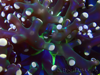 WYSIWYG Euphyllia paradivisa (Mariculture acclimaté sous LED)