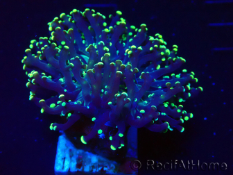WYSIWYG Euphyllia paradivisa (Mariculture acclimaté sous LED)