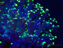 WYSIWYG Euphyllia paradivisa (Mariculture acclimated under LED)