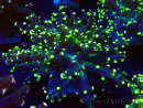 WYSIWYG Euphyllia paradivisa (Maricultura aclimatada bajo LED)