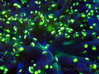 WYSIWYG Euphyllia paradivisa (Mariculture acclimaté sous LED) 4L4
