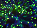 WYSIWYG Euphyllia paradivisa (Mariculture acclimated under LED)