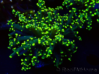WYSIWYG Euphyllia paradivisa (Mariculture acclimaté sous LED) 4L5