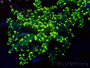 WYSIWYG Euphyllia paradivisa (Mariculture acclimaté sous LED)