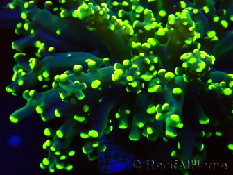 WYSIWYG Euphyllia paradivisa (Mariculture acclimaté sous LED)