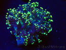 WYSIWYG Euphyllia paradivisa (Mariculture acclimated under LED)