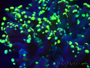 WYSIWYG Euphyllia paradivisa (Mariculture acclimaté sous LED) 4L6