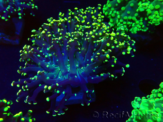 WYSIWYG Euphyllia paradivisa (Mariculture acclimaté sous LED)