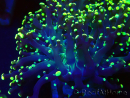 WYSIWYG Euphyllia paradivisa (Mariculture acclimaté sous LED)