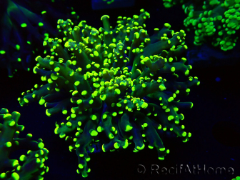 WYSIWYG Euphyllia paradivisa (Mariculture acclimated under LED)
