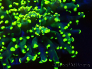 WYSIWYG Euphyllia paradivisa (Mariculture acclimaté sous LED) 4M2