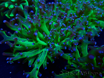 WYSIWYG Euphyllia paradivisa (Mariculture acclimaté sous LED)