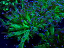 WYSIWYG Euphyllia paradivisa (Mariculture acclimaté sous LED)