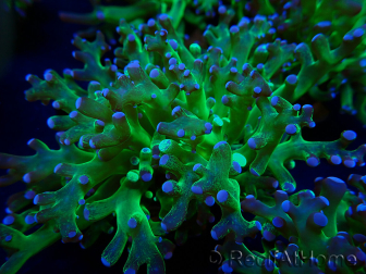 WYSIWYG Euphyllia paradivisa (Mariculture acclimaté sous LED)