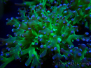 WYSIWYG Euphyllia paradivisa (Mariculture acclimated under LED)