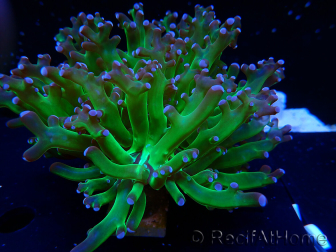 WYSIWYG Euphyllia paradivisa (Mariculture acclimated under LED)