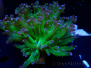 WYSIWYG Euphyllia paradivisa (Unter LED beleuchtete Marikultur-akklimatisiert)
