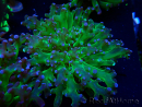 WYSIWYG Euphyllia paradivisa (Maricultura aclimatada bajo LED)