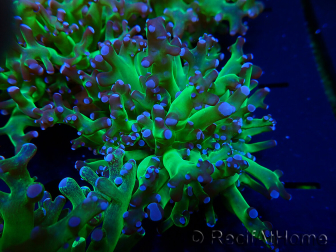 WYSIWYG Euphyllia paradivisa (Mariculture acclimaté sous LED)