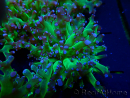 WYSIWYG Euphyllia paradivisa (Mariculture acclimaté sous LED)