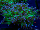 WYSIWYG Euphyllia paradivisa (Mariculture acclimated under LED)