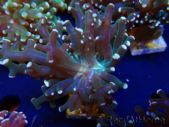 WYSIWYG Euphyllia paradivisa (Mariculture acclimaté sous LED)
