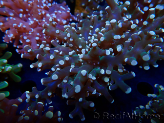 WYSIWYG Euphyllia paradivisa (Mariculture acclimaté sous LED)