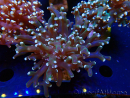 WYSIWYG Euphyllia paradivisa (Unter LED beleuchtete Marikultur-akklimatisiert)