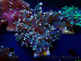 WYSIWYG Euphyllia paradivisa (Mariculture acclimaté sous LED)