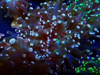 WYSIWYG Euphyllia paradivisa (Mariculture acclimated under LED)