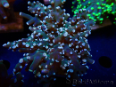 WYSIWYG Euphyllia paradivisa (Mariculture acclimaté sous LED)