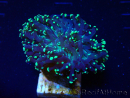 WYSIWYG Euphyllia paradivisa (Mariculture acclimated under LED)