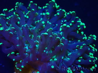 WYSIWYG Euphyllia paradivisa (Unter LED beleuchtete Marikultur-akklimatisiert)