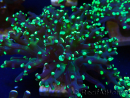 WYSIWYG Euphyllia paradivisa (Mariculture acclimaté sous LED)