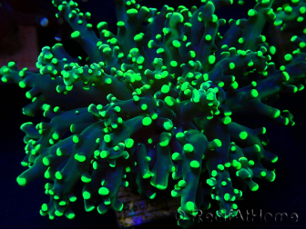 WYSIWYG Euphyllia paradivisa (Mariculture acclimaté sous LED) 4L5