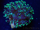 WYSIWYG Euphyllia paradivisa (Mariculture acclimated under LED)