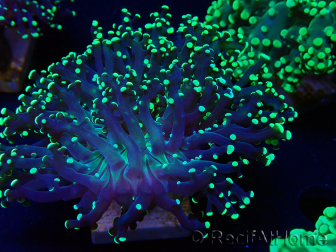 WYSIWYG Euphyllia paradivisa (Maricoltura acclimatata sotto LED)
